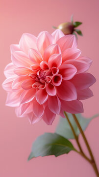 Delicate Single Stem Pink Dahlia Flower with Bud Against Pink Background. Minimal Floral. Mobile Phone Wallpaper 9:16