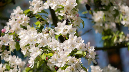 White Sakura cherry blossom in Vienna. Spring concept