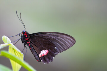 Butterfly on a leaf