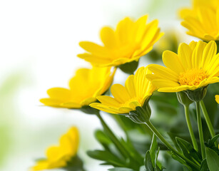 Fototapeta premium Bright yellow daisies with green leaves against soft blurred background create cheerful and vibrant scene