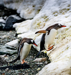 Fototapeta premium Gentoo Penguins walking in Danco Island, Antarctica