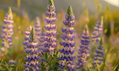 Obraz premium Close-up of vibrant wildflowers growing in a meadow, soft natural light enhancing the fresh colors, clean and cheerful, sharp and detailed