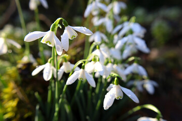 Snowdrops blooming in the sunshine in Scotland, UK