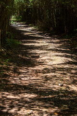 dirt trail covered in leaves and branches in the middle of a bamboo forest in the shadows of tall vegetation
