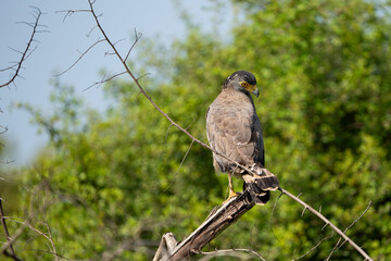 Crested Serpent Eagle sitting on a branch