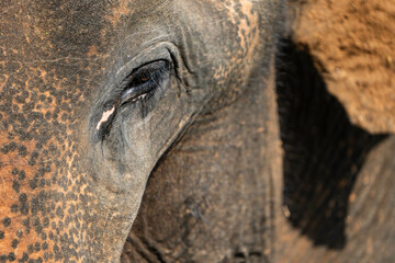 Eye of the Elephant