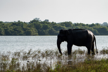 Asian Elephant Drinking at a Lake