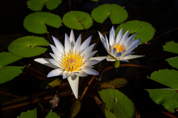 Blue Water Lilies