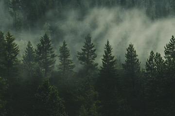 Beautiful green forest panorama with tall trees and sunlight filtering through the leaves