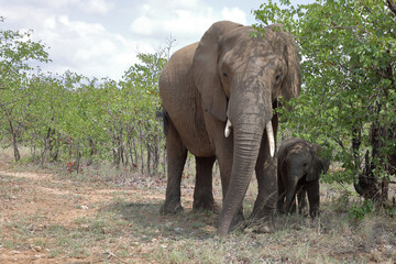 Afrikanischer Elefant / African elephant / Loxodonta africana