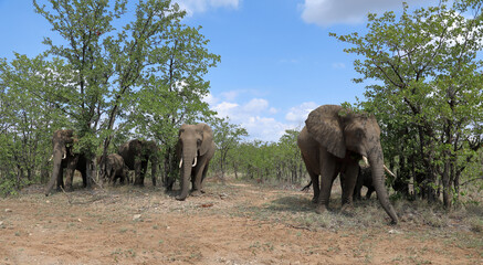 Afrikanischer Elefant / African elephant / Loxodonta africana