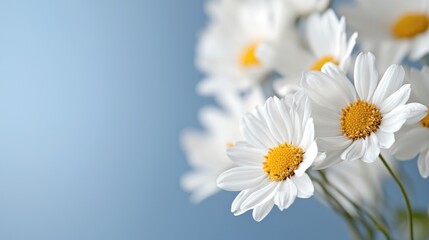White daisies bouquet, blue background, spring, nature, greeting card