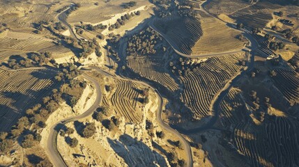 Fototapeta premium Aerial view of winding roads through vineyards in a sunlit, arid landscape