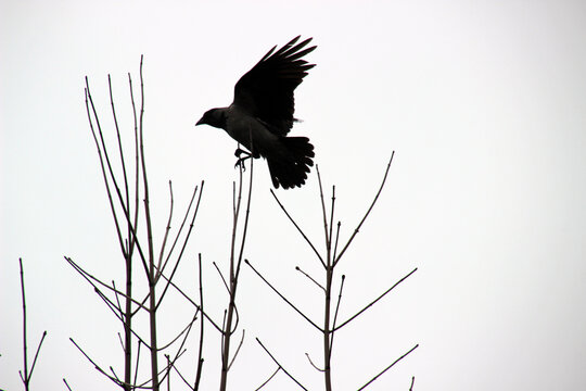 A crow takes flight from the bare branches of a tree against a gray sky during early morning hours