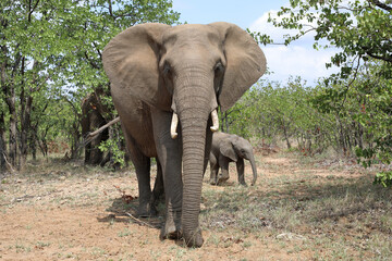 Obraz premium Afrikanischer Elefant / African elephant / Loxodonta africana