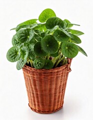 Naklejka premium Indoor plant Pilea with round leaves in a woven basket on a bright background