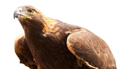 Beautiful California Golden Eagle Isolated. Transparent PNG.