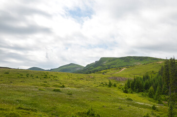 Fototapeta premium Expansive view of lush green hills under a cloudy sky, evoking tranquility and connection with nature's beauty. Svydovets, Carpathian Mountains, Ukraine