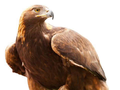 Beautiful California Golden Eagle Isolated. Transparent PNG.