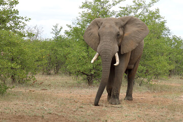 Obraz premium Afrikanischer Elefant / African elephant / Loxodonta africana