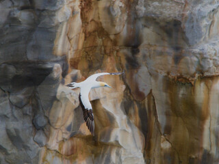 A gannet flying and gliding with dramatic rock face background