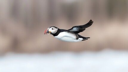 Fototapeta premium Atlantic puffin in flight over snowy landscape