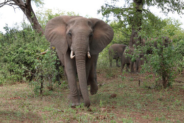 Fototapeta premium Afrikanischer Elefant / African elephant / Loxodonta africana