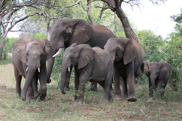 Afrikanischer Elefant / African elephant / Loxodonta africana