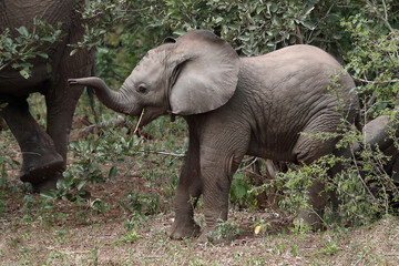 Fototapeta premium Afrikanischer Elefant / African elephant / Loxodonta africana