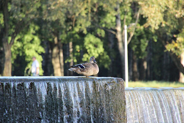 Ducks resting on a stone ledge near a flowing waterfall in a serene park on a sunny afternoon