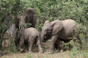 Fototapeta premium Afrikanischer Elefant / African elephant / Loxodonta africana