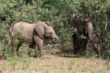 Obraz premium Afrikanischer Elefant / African elephant / Loxodonta africana