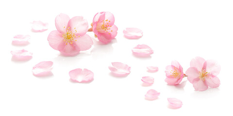 桜 花びら ピンク 春 白 背景 セット