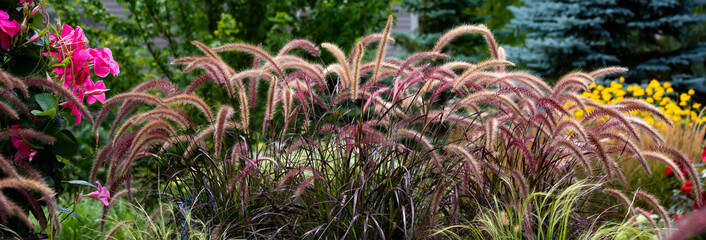 Purple fountain grass, pennisetum rubrum, horizontal banner, beckoning one into a mesmerizing gardenscape in a residential garden. 	
