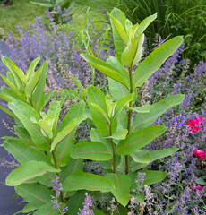 Purple fountain ornamental grass, pennisetum rubrum with feathery plumes highlighted by the late afternoon sun, interplanted with common milkweed and miscanthus sinensis - a whimsical  curb appeal.