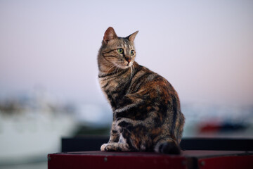 cat in front of the sunset sky
