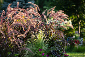 Purple fountain grass, pennisetum rubrum, horizontal banner, beckoning one into a mesmerizing gardenscape in a residential garden. 	
