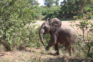 Fototapeta premium Afrikanischer Elefant / African elephant / Loxodonta africana