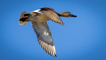 Obraz premium Gadwall ducks around the lake