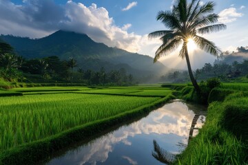 Obraz premium Majestic sunrise over lush rice fields and tranquil water reflections in Bali, showcasing nature's beauty and serenity