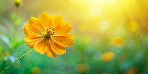 Vibrant Yellow Cosmos Flower Blooming in Field, Copy Space Left