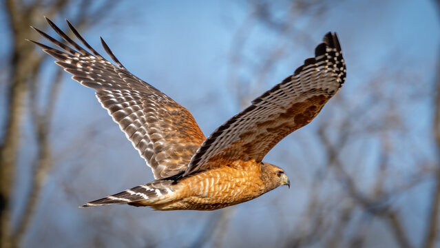 Red Sholder Hawk on a branch