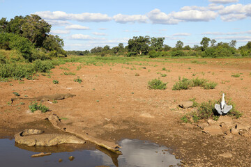 Nilkrokodil und Afrikanischer Graureiher / Nile crocodile and Grey heron / Crocodylus niloticus et...