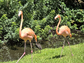 Birds 0062 Colorful Pink Flamingo