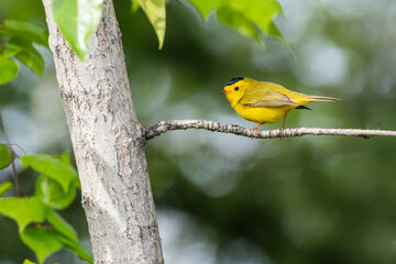 Male Wilson’s Warbler in Alaska 