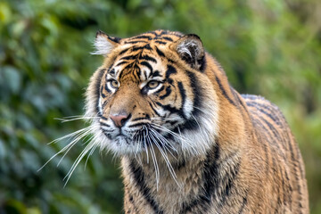 Sumatran tiger close up portrait
