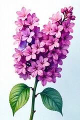 Fototapeta premium Colorful Watercolor Lilacs , blooming, branches, purple
