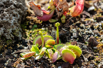 A close-up photo of the green leaves of the bug-killing Venus flytrap (Dionaea muscipula) growing.