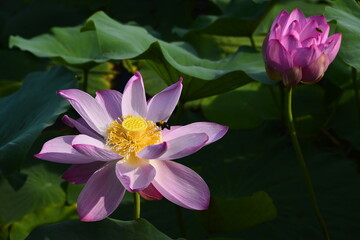Blooming lotus flowers in the park