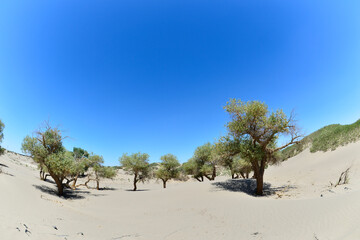 Populus euphratica trees in the desert